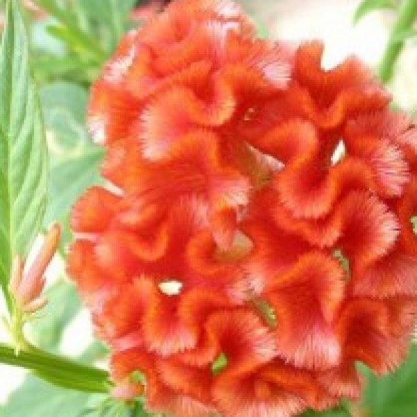 Celosia Cristata Orange